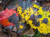 Von großen dunklen Flecken bedeckte Herbstblätter